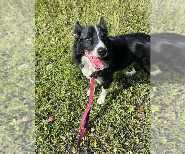 Medium Photo #3 Border Collie-Unknown Mix Puppy For Sale in Elmsford, NY, USA