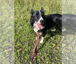 Small #2 Border Collie Mix