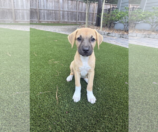 Medium Photo #1 Rhodesian Ridgeback-Unknown Mix Puppy For Sale in The Woodlands, TX, USA