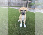 Small Rhodesian Ridgeback Mix