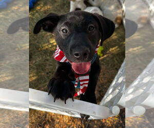 Feist Terrier-Labrador Retriever Mix Dogs for adoption in Germantown, OH, USA