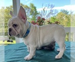 Small #6 French Bulldog