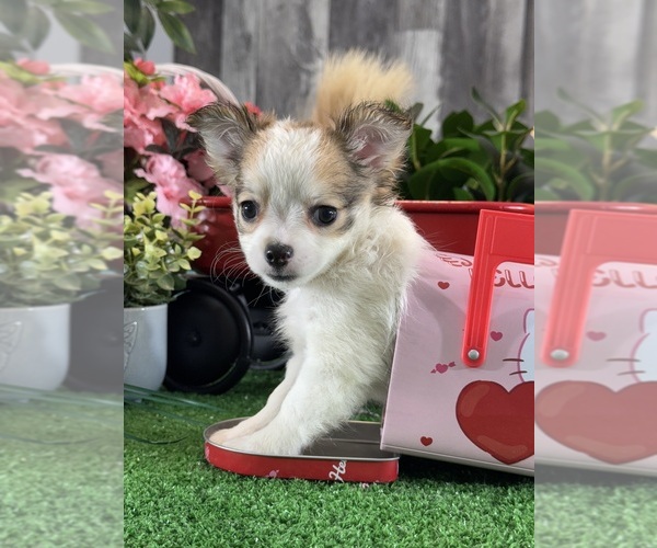 Medium Photo #2 Chihuahua Puppy For Sale in CANOGA, NY, USA