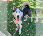 Small Siberian Husky
