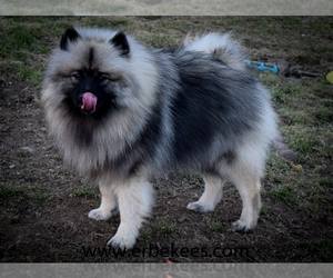 Father of the Keeshond puppies born on 11/27/2023