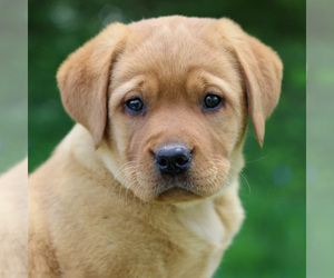 Labrador Retriever Puppy for sale in MYERSTOWN, PA, USA