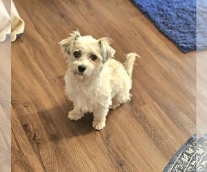 Havanese Dogs for adoption in Lebanon, PA, USA