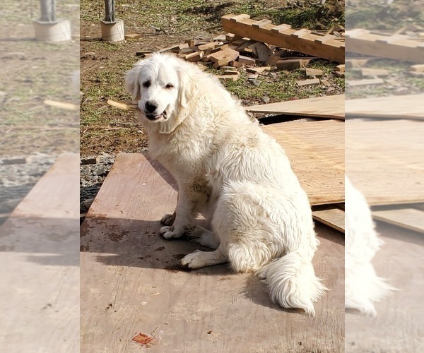 Medium Photo #1 Great Pyrenees Puppy For Sale in LE RAYSVILLE, PA, USA