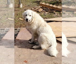 Mother of the Great Pyrenees puppies born on 02/24/2024