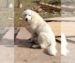 Small Photo #1 Great Pyrenees Puppy For Sale in LE RAYSVILLE, PA, USA