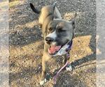 Small Siberian Husky Mix