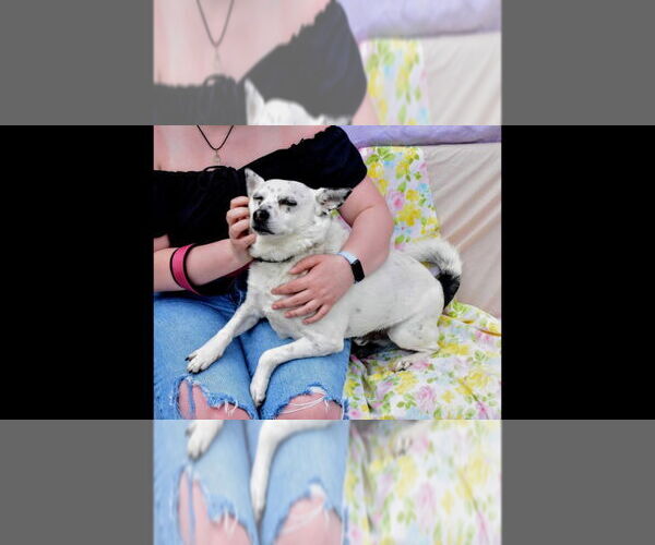 Medium Photo #12 Chihuahua-Unknown Mix Puppy For Sale in Richmond, IN, USA