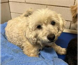 Shih-Poo Dogs for adoption in Stockton, CA, USA