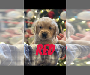 Golden Retriever Puppy for sale in FAYETTEVILLE, TN, USA