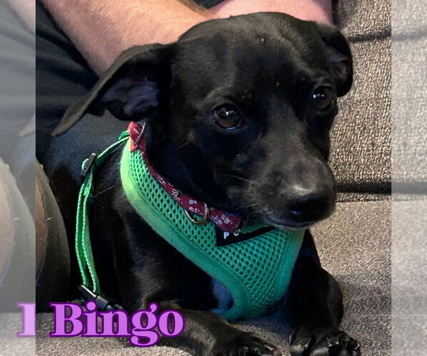 Medium Photo #8 Chiweenie Puppy For Sale in San Antonio, TX, USA