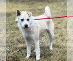 Small #2 Cairn Terrier Mix