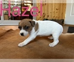 Small Photo #3 Jack Russell Terrier Puppy For Sale in CANNON FALLS, MN, USA