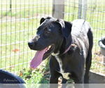 Small #9 Great Dane-Labrador Retriever Mix