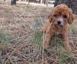 Puppy Baby Girl 1 Cavapoo