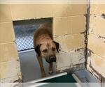 Small Mastiff Mix