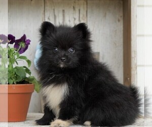 Pomeranian Puppy for sale in FREDERICKSBG, OH, USA