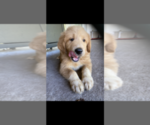 Small Photo #6 Great Pyrenees-Pyredoodle Mix Puppy For Sale in SPARKS, GA, USA