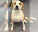 Small American Pit Bull Terrier Mix