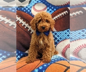 Poodle (Toy) Puppy for sale in GLEN ROCK, PA, USA