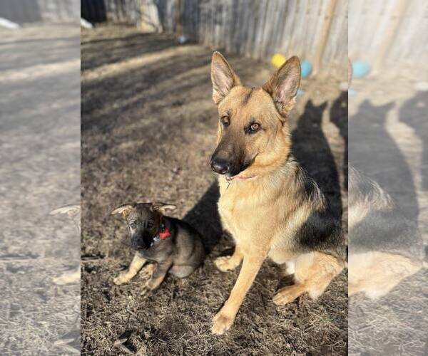 Medium Photo #9 German Shepherd Dog Puppy For Sale in Gretna, NE, USA