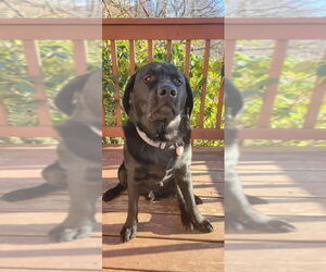 Father of the Labrador Retriever puppies born on 07/02/2026