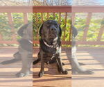 Small Photo #1 Labrador Retriever Puppy For Sale in LITTLE MOUNTAIN, SC, USA