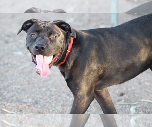 Medium Photo #1 Staffordshire Bull Terrier-Unknown Mix Puppy For Sale in El Centro, CA, USA