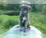 Image preview for Ad Listing. Nickname: Cucumber Melon