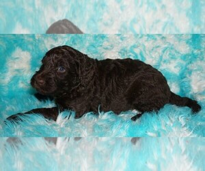 Labradoodle Puppy for sale in LA HABRA, CA, USA