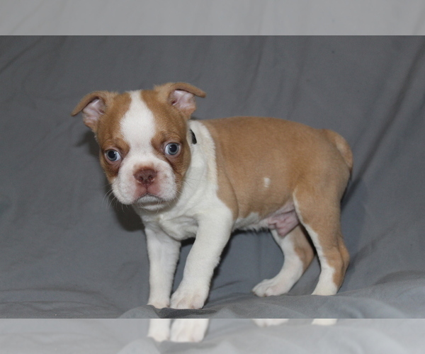 Medium Photo #2 Boston Terrier Puppy For Sale in BROOKSVILLE, FL, USA