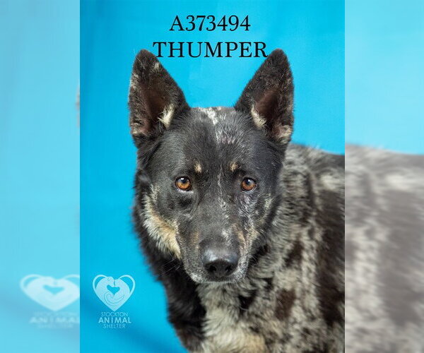 Medium Photo #2 Mutt Puppy For Sale in Stockton, CA, USA