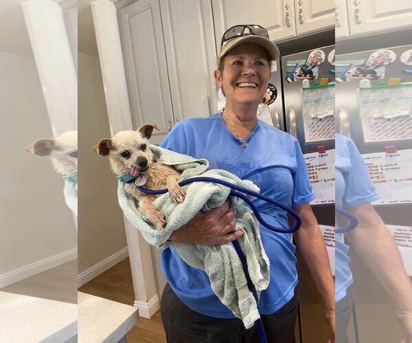 Medium Photo #2 Chihuahua Puppy For Sale in  Ramona, CA, USA