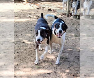 Pepper - Male Mountain Cur-Treeing Walker Coonhound Mix Dog for Adoption - Photo #4