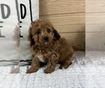 Small #1 Cavapoo (Standard)
