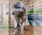 Small #7 Aussiedoodle