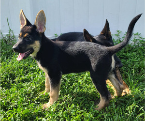 German Shepherd Dog Puppy for sale in PEMBROKE PINES, FL, USA