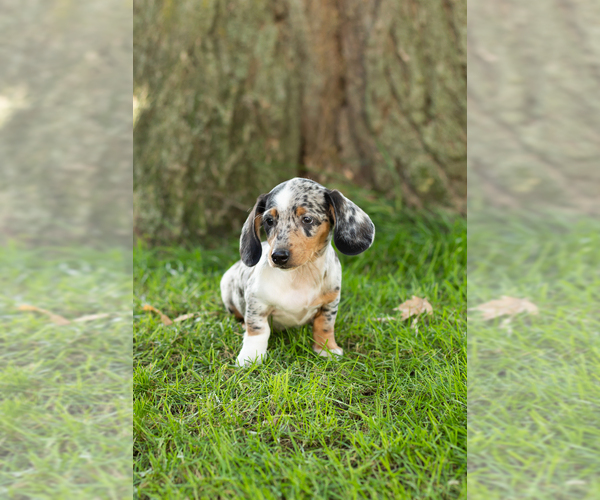 Medium Photo #3 Dachshund Puppy For Sale in BREMEN, IN, USA