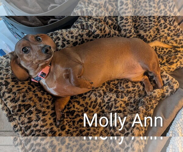 Medium Photo #3 Dachshund Puppy For Sale in Sioux Falls, SD, USA