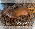 Small #2 Dachshund