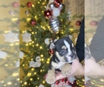 Puppy 4 American Bully