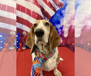 Basset Hound Dogs for adoption in Carrollton, TX, USA
