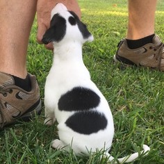Whippet Puppy for sale in SAINT PETERS, MO, USA