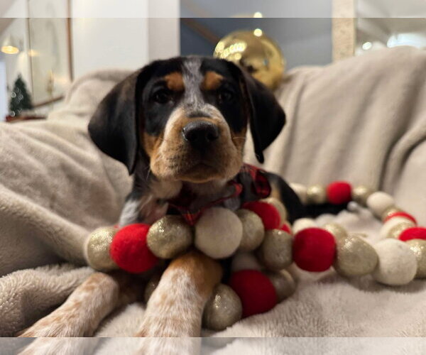 Medium Photo #7 Mutt Puppy For Sale in pomfret, CT, USA