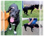 Small #5 Labrador Retriever Mix