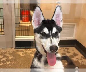 Siberian Husky Dogs for adoption in Redwood City, CA, USA